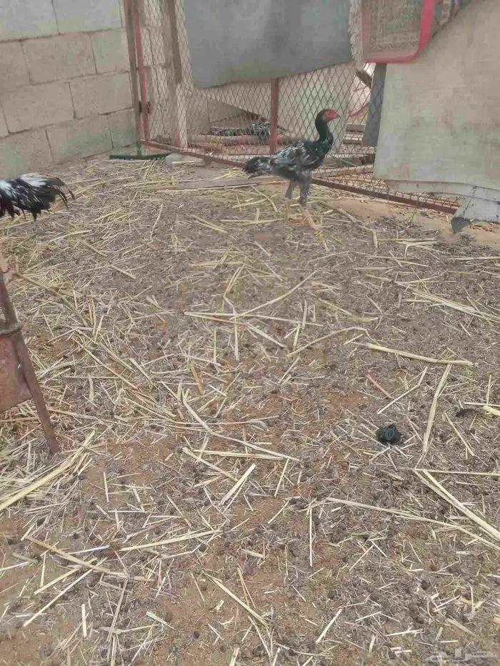 فروخ دجاج باكستاني 5