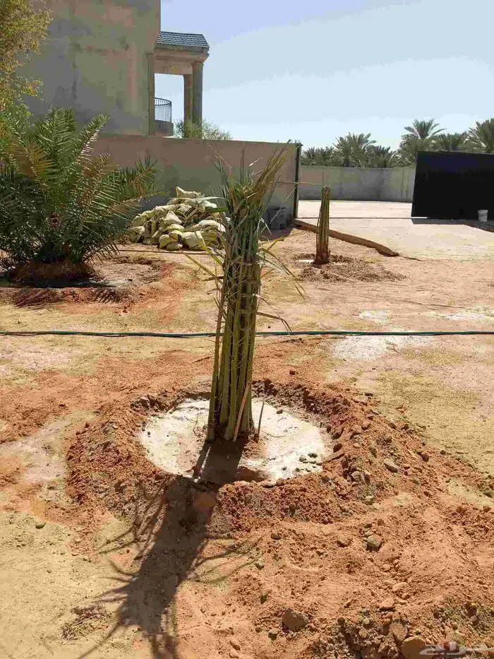 توريد جميع انواع انخيل بيشه 9