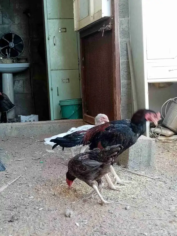 دجاج فارسي 2