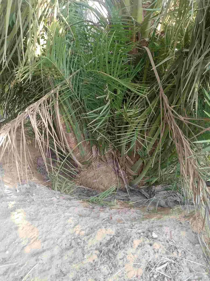 ابو صالح التوريد النخيل سكري برحي صقعي مجدول خلاص وحشني مكتو 3