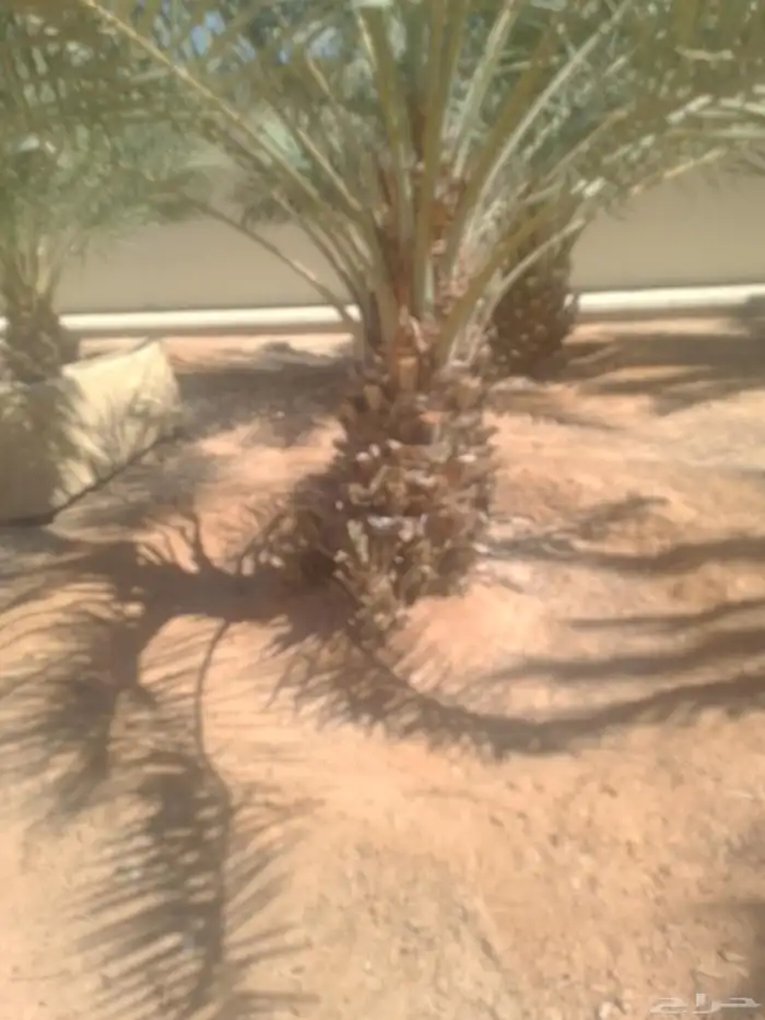 يوجد نقايل النخيل وفسايل النخيل وتكريب النخيل وصيانه النخيل 4