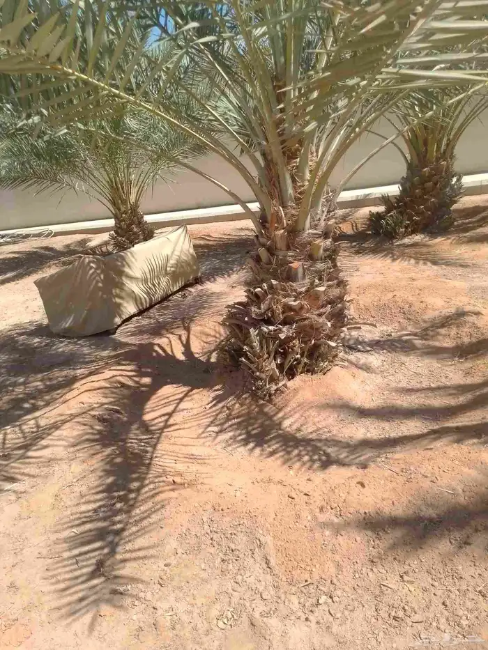 يوجد نقايل النخيل وفسايل النخيل وتكريب النخيل وصيانه النخيل 2