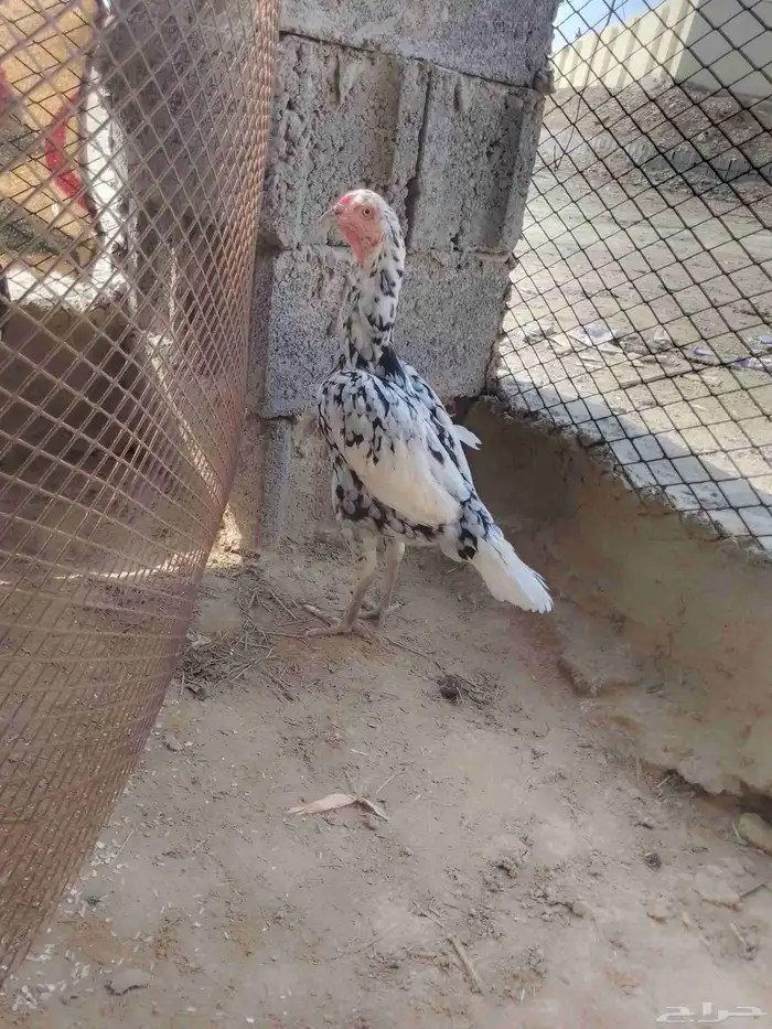 للبيع انثى سندي بيور لونها بوران فاخره 2