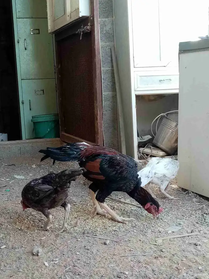 دجاج فارسي 1