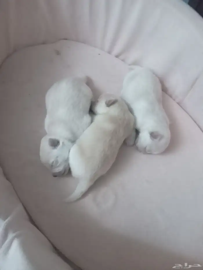 كلاب بومرينيان ام بعيالها للبيع مستعجل جدا 8