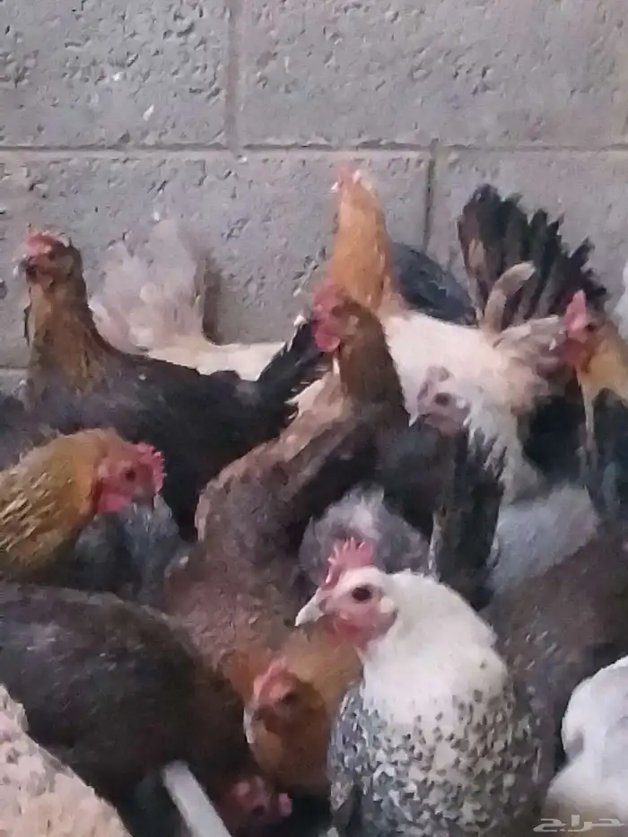 دجاج بلدي بياض ووز بلدي ووز عراقي وبط مسكوفي زكور واناث 0