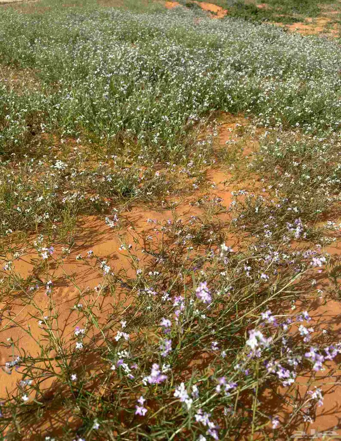 بذور القليقلان 3