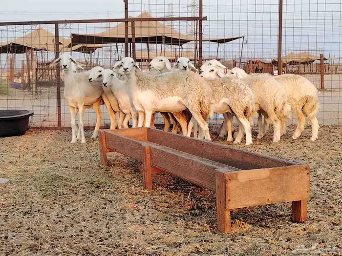 رخال حريات صنف طيبه. 1