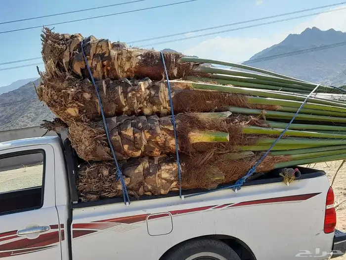 اسلام عليكم توجد الدين نخل فسيل وتوجد جميع النوع وجميع المقس 2