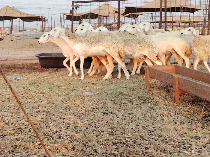 رخال حريات صنف طيبه. 0