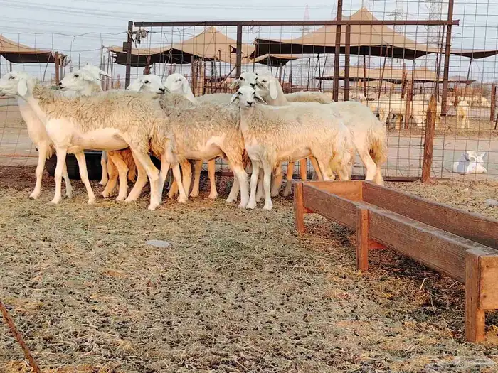 رخال حريات صنف طيبه. 2