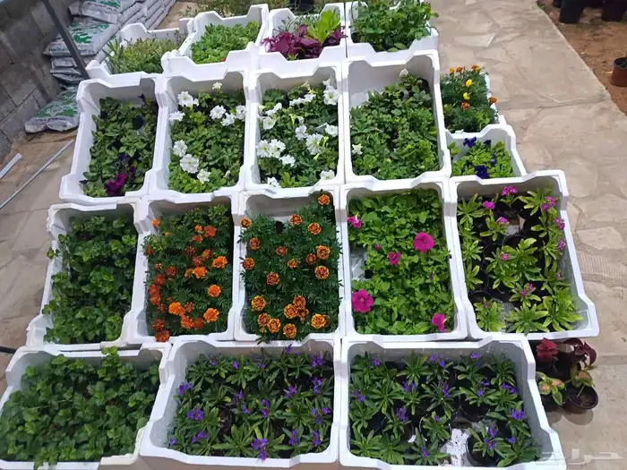 منسق حدائق وتركيب جميع شبكات الري العادي والاتمتك 8