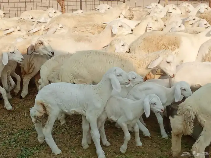 غنم خلفات العدد 41 9