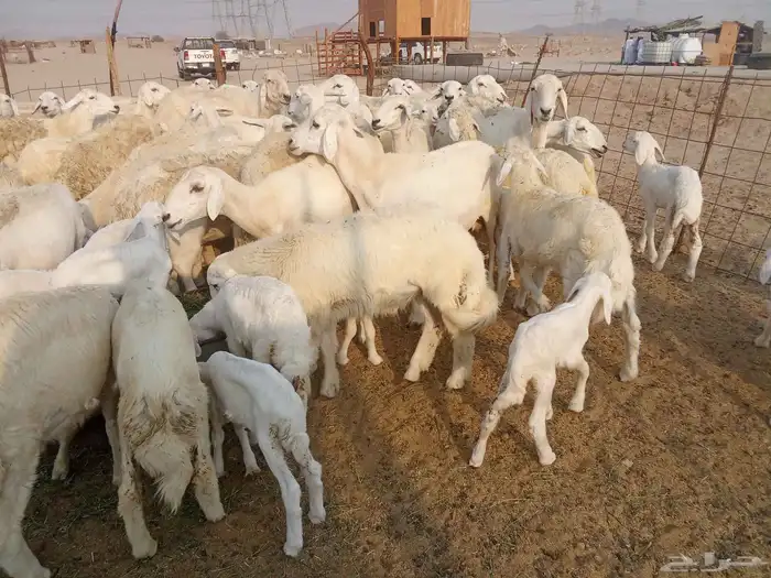 غنم خلفات العدد 41 1