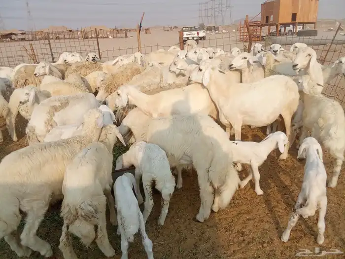 غنم خلفات العدد 41 0