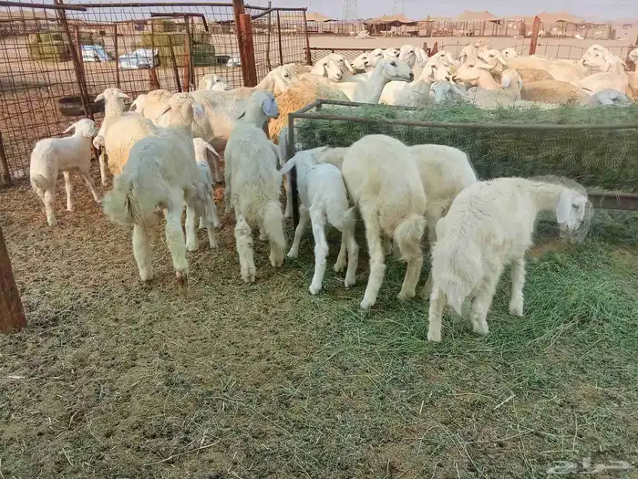 غنم خلفات العدد 41 5