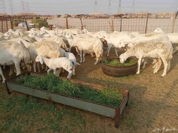 غنم خلفات العدد 41 4