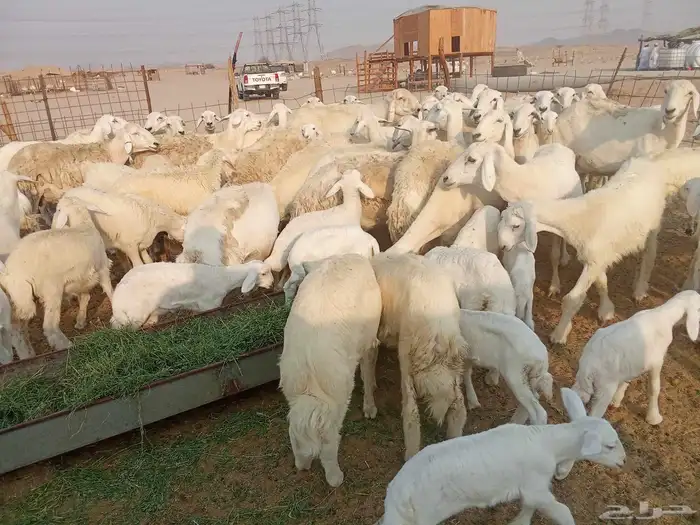 غنم خلفات العدد 41 6