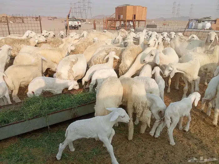 غنم خلفات العدد 41 7