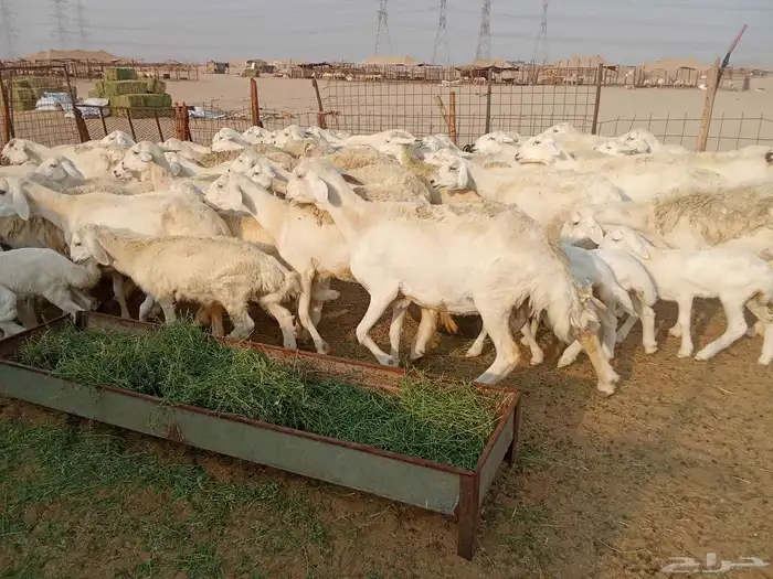 غنم خلفات العدد 41 3