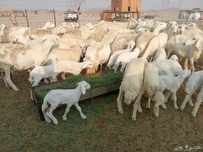 غنم خلفات العدد 41 8