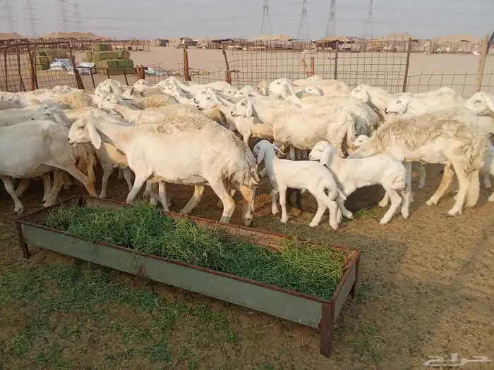 غنم خلفات العدد 41 2