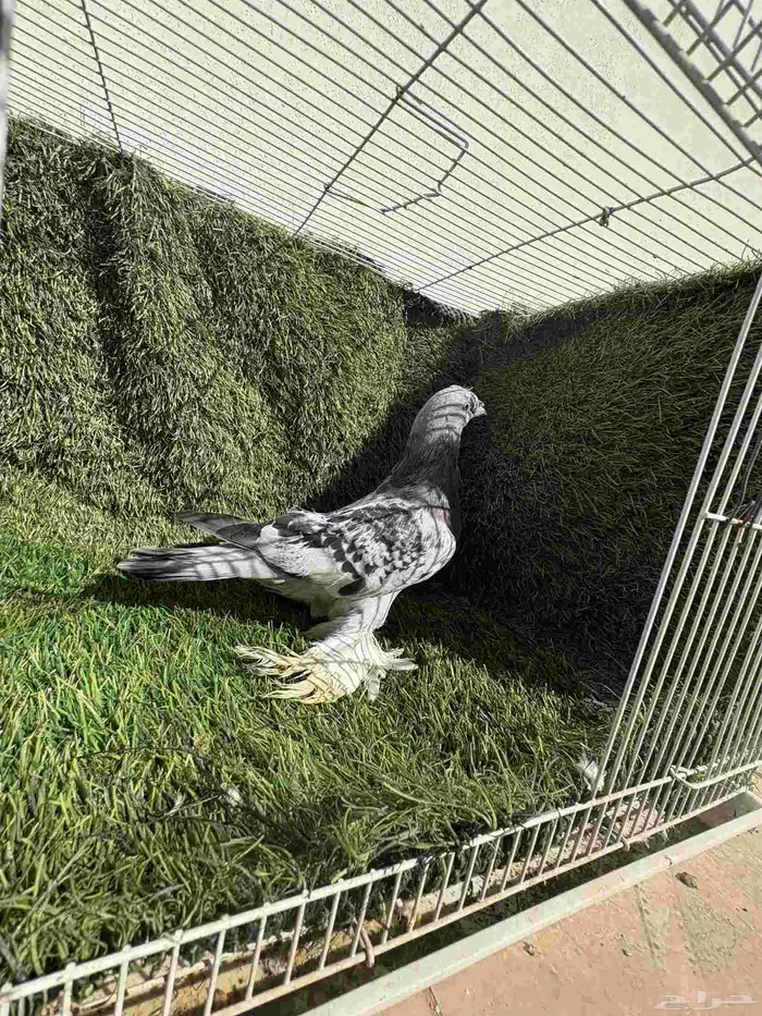 انثئ ثلجي مكتف 1