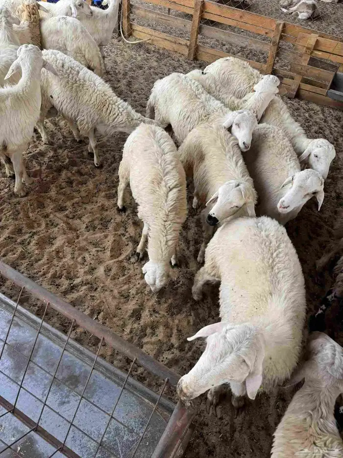 غنم حري جدعان 5