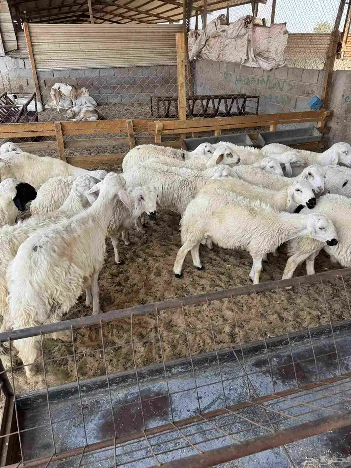 غنم حري جدعان 0