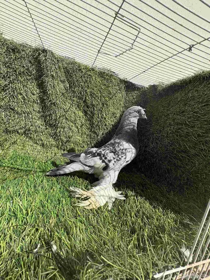 انثئ ثلجي مكتف 0