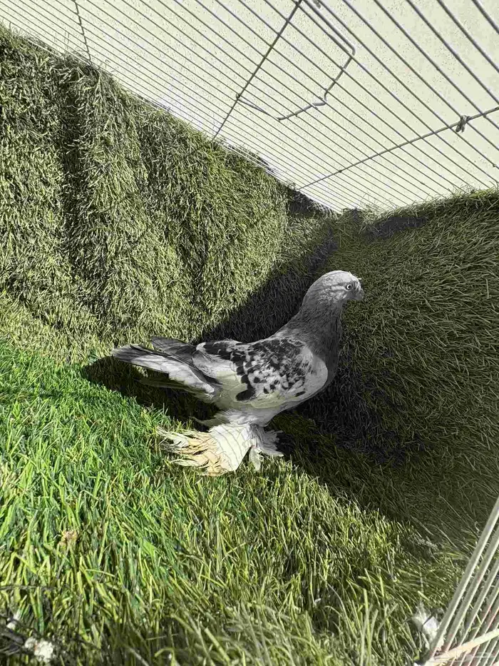 انثئ ثلجي مكتف 2