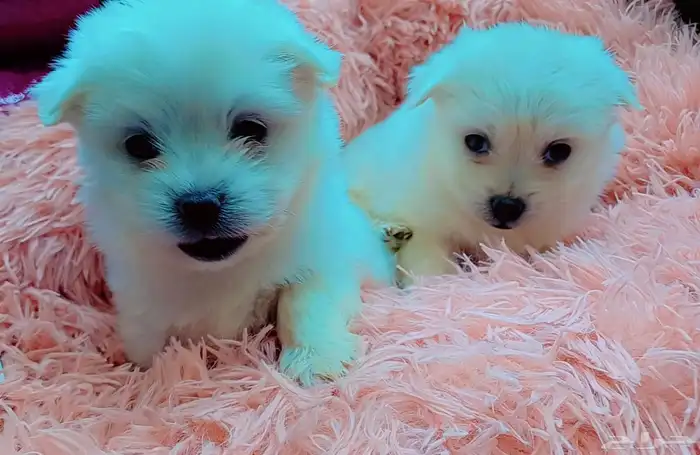 كلاب مالتيز بيور 7