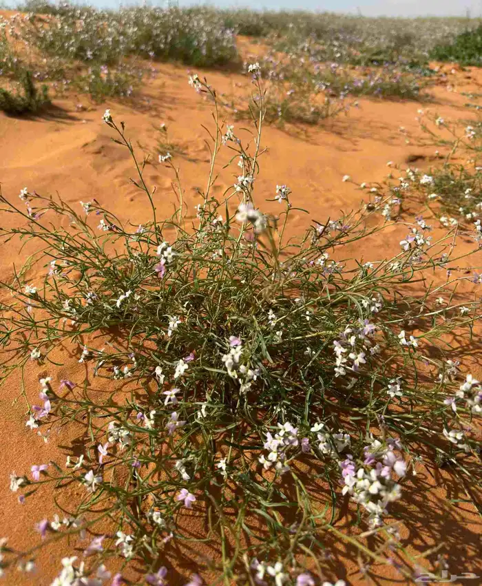 بذور القليقلان 2