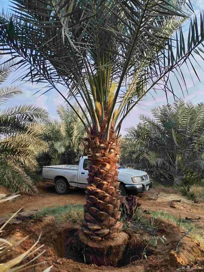 لدينا جميع انواع النخيل العربي المثمرة والزينه لامريكي وتوصي 0