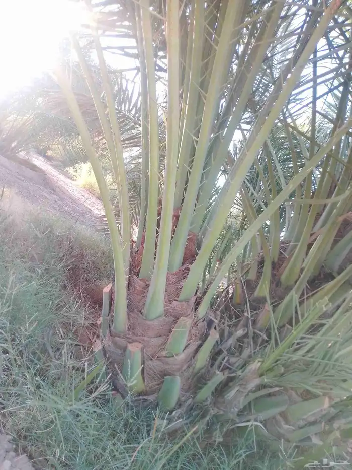 نخيل للبيع. الرياض المجمعه حوطه سدير شقرا الدوادمي القصيم 1