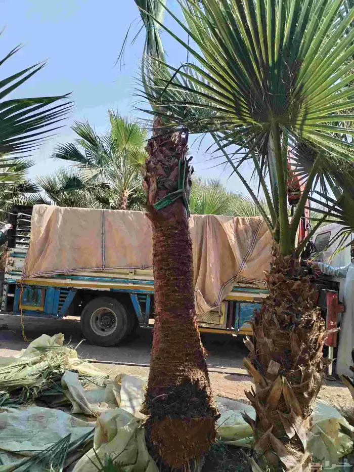 نقل واشنطني جميع المقاسات 1