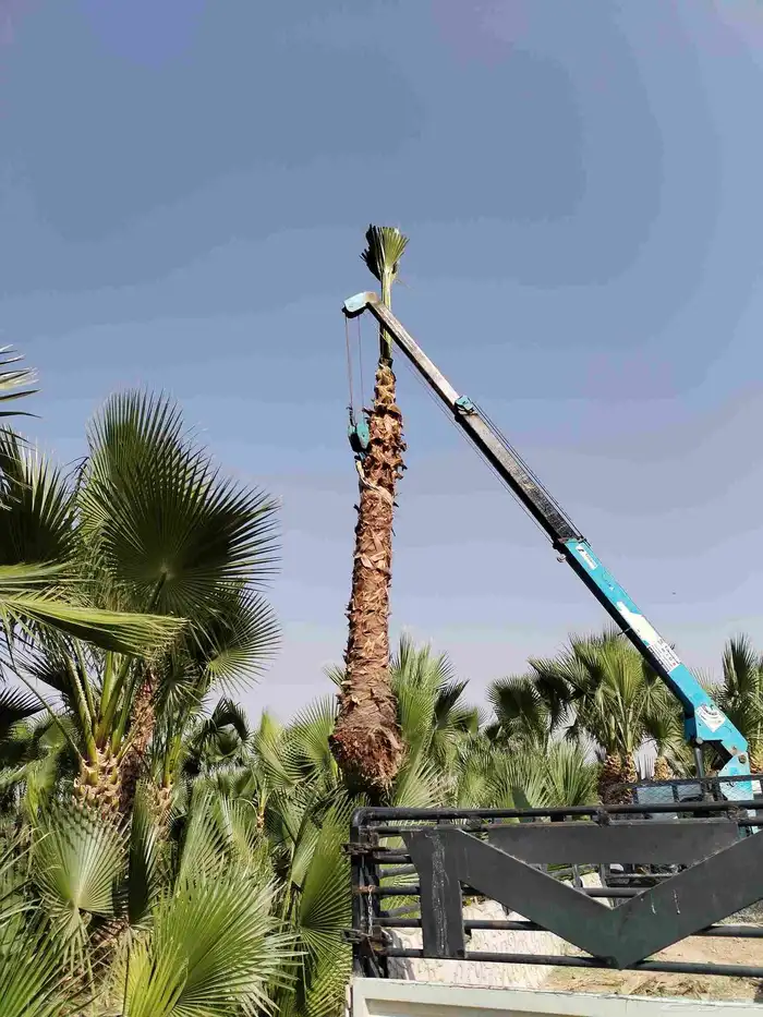 نقل واشنطني جميع المقاسات 5