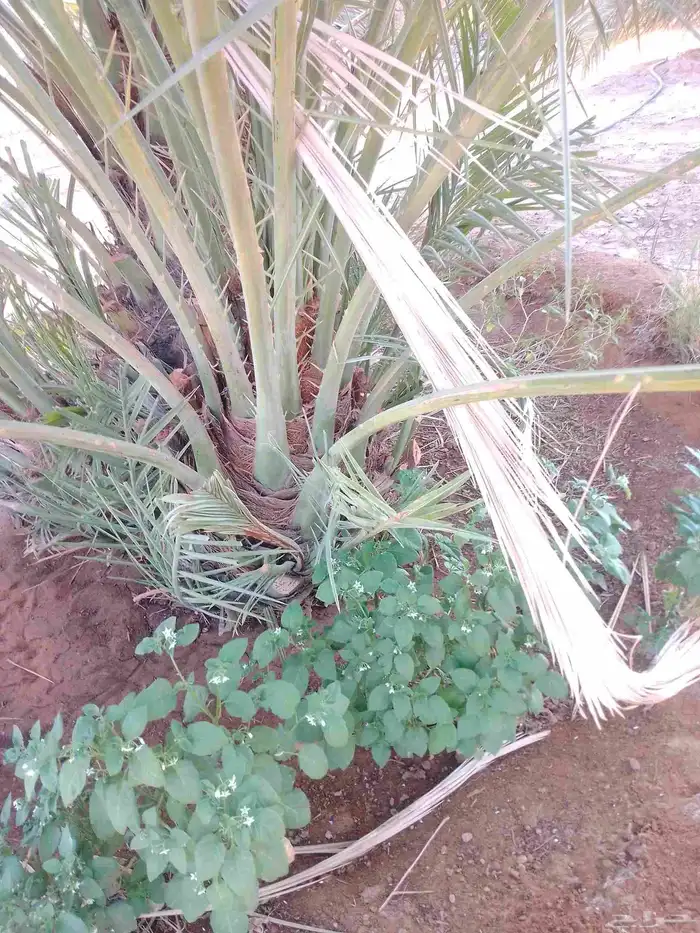 نخيل للبيع. الرياض المجمعه حوطه سدير شقرا الدوادمي القصيم 2