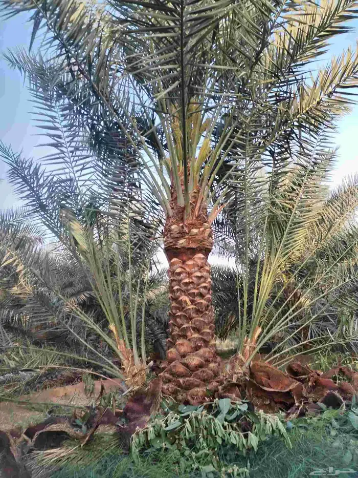 لدينا جميع انواع النخيل العربي المثمرة والزينه لامريكي وتوصي 3