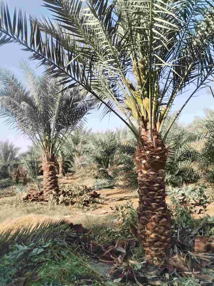 لدينا جميع انواع النخيل العربي المثمرة والزينه لامريكي وتوصي 1