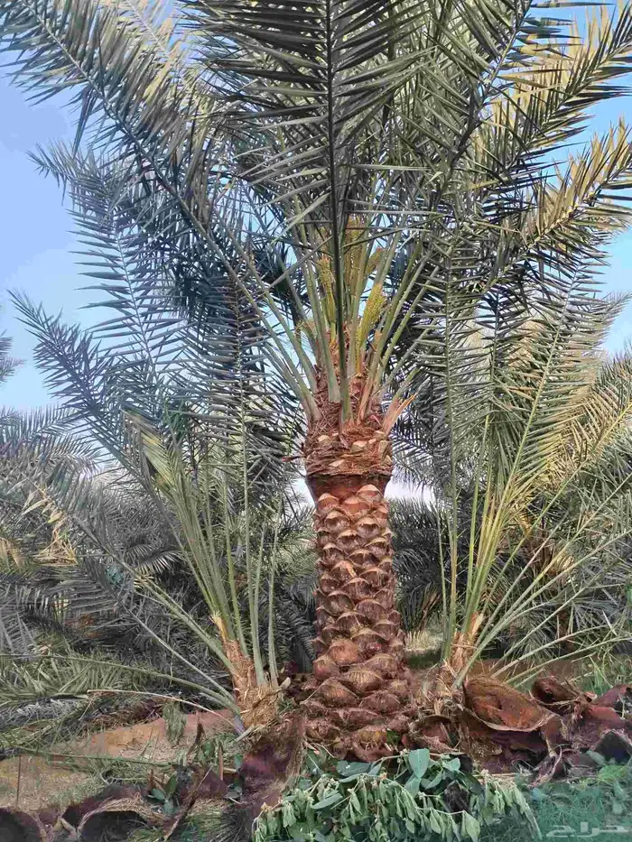 لدينا جميع انواع النخيل العربي المثمرة والزينه لامريكي وتوصي 2