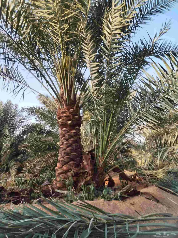 لدينا جميع انواع النخيل العربي المثمرة والزينه لامريكي وتوصي 4