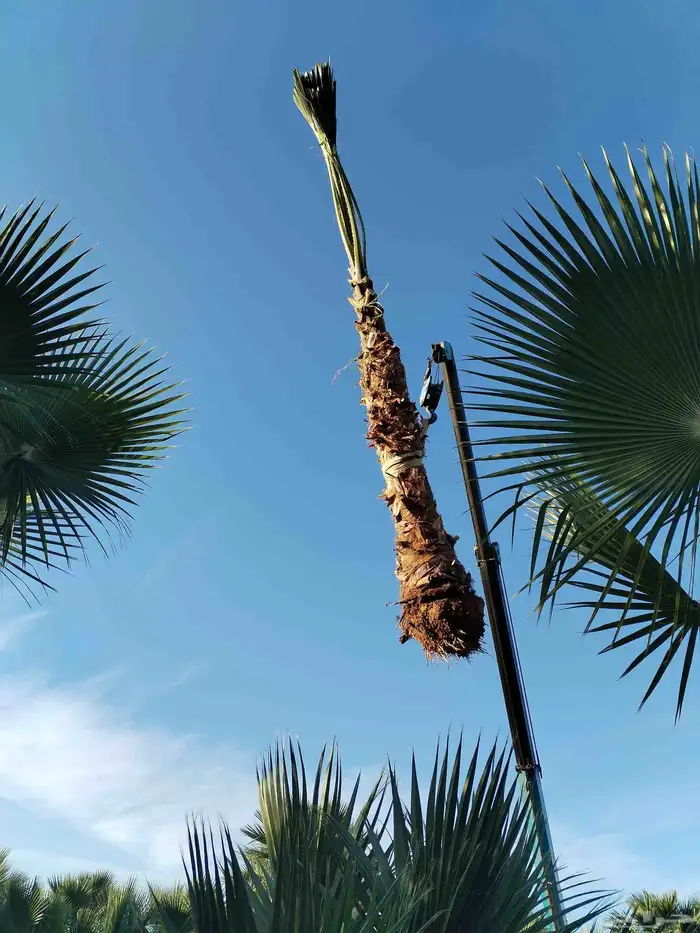 نقل واشنطني جميع المقاسات 4