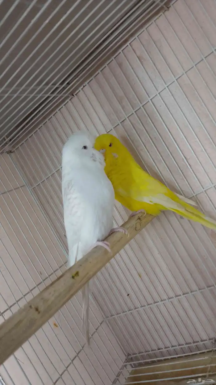 طيور حبي هوقو ونقليزي حضيره 1