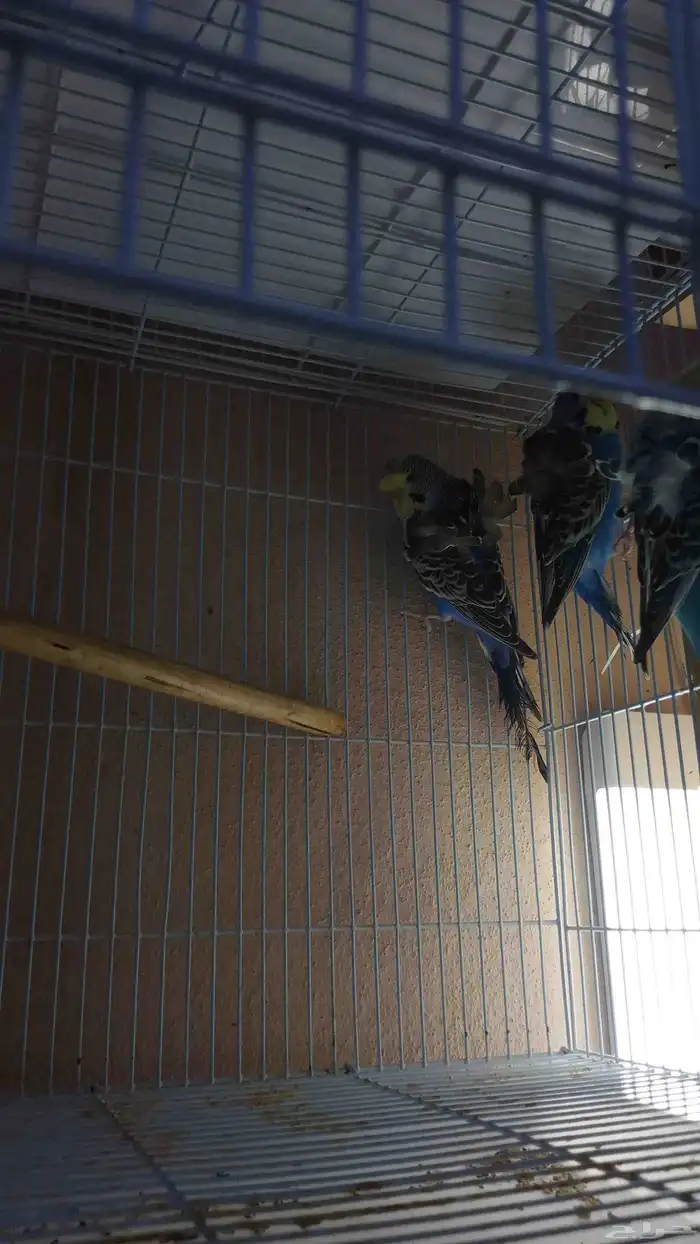 طيور حبي هوقو ونقليزي حضيره 3