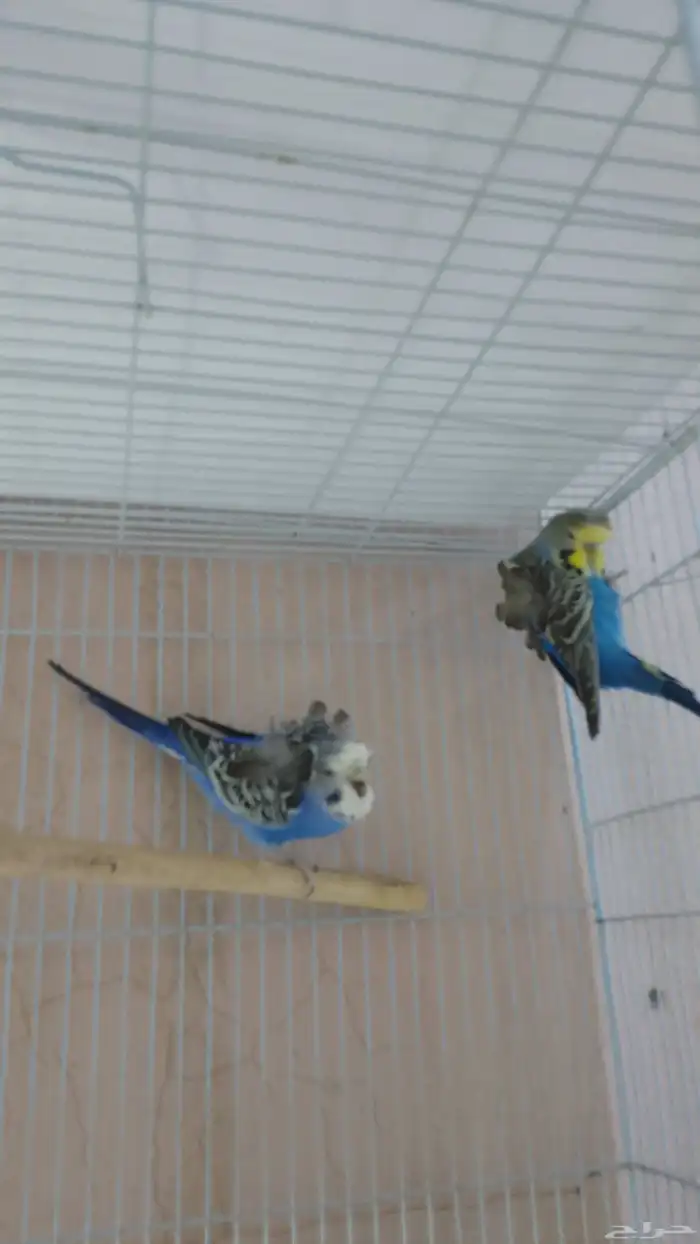 طيور حبي هوقو ونقليزي حضيره 4