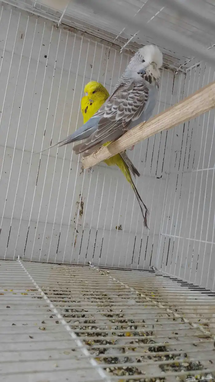 طيور حبي هوقو ونقليزي حضيره 2