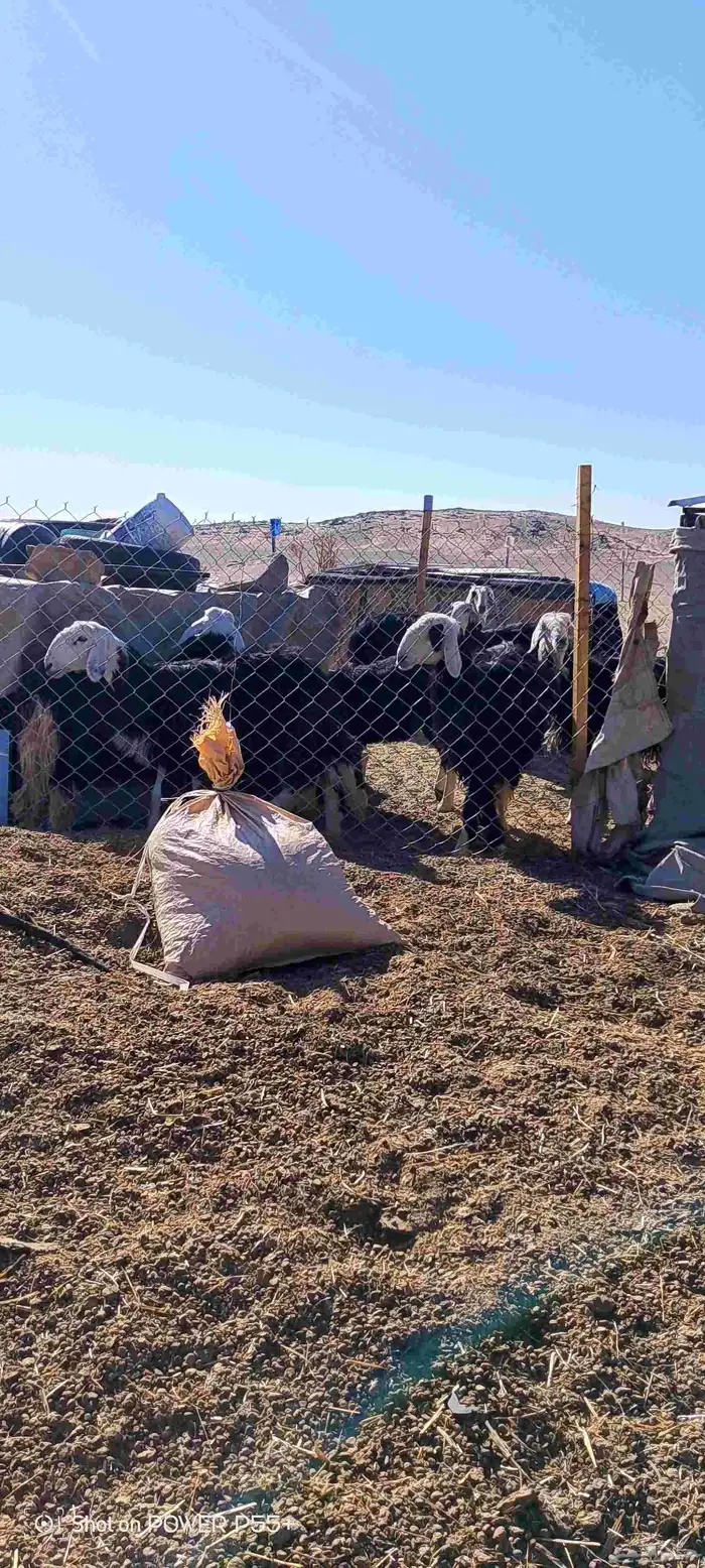 غنم ضان ومعزا بالإستراحة كامله ( في تثليث ) طريق آل قير 6