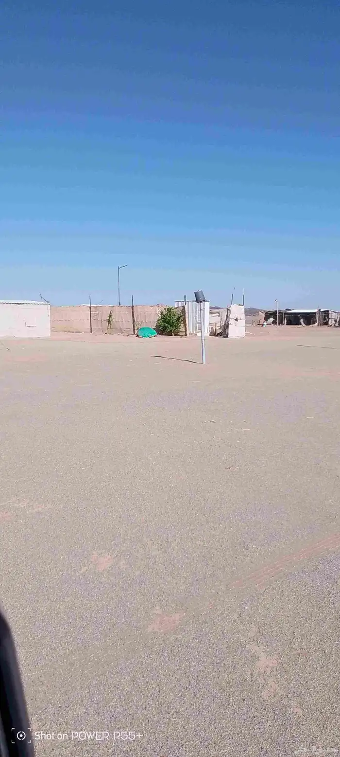 غنم ضان ومعزا بالإستراحة كامله ( في تثليث ) طريق آل قير 11