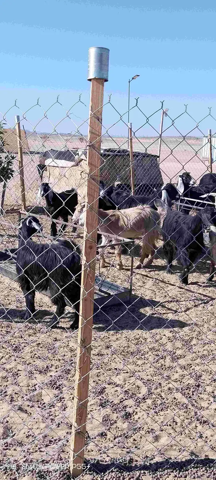 غنم ضان ومعزا بالإستراحة كامله ( في تثليث ) طريق آل قير 4